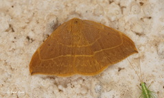 Watsonalla uncinula