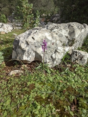 Orchis olbiensis
