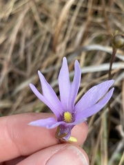 Pinguicula planifolia