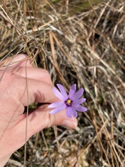 Pinguicula planifolia