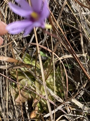 Pinguicula planifolia