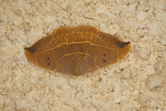 Watsonalla uncinula