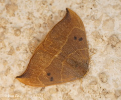 Watsonalla uncinula