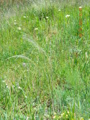 Stipa