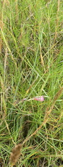 Gladiolus gueinzii