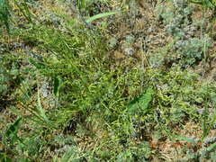 Thesium ramosum