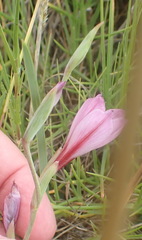 Gladiolus gueinzii