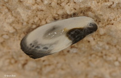 Cilix asiatica