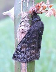 Erynnis juvenalis juvenalis