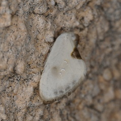 Cilix asiatica