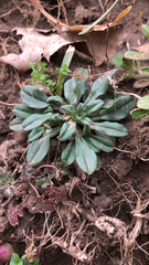 Buglossoides arvensis