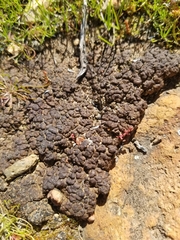 Clavascidium lacinulatum