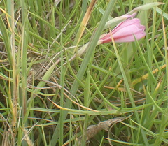 Gladiolus gueinzii