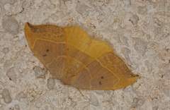 Watsonalla uncinula