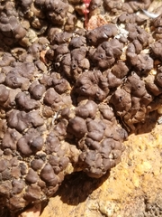 Clavascidium lacinulatum