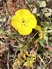 Camissoniopsis