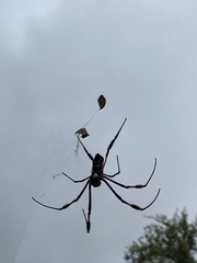 Trichonephila senegalensis