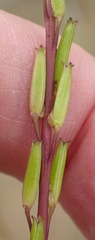 Triglochin compacta