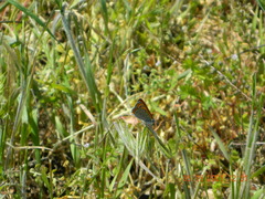 Lycaena thersamon