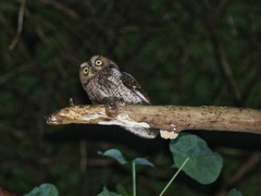 Otus manadensis