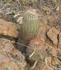 Echinocereus reichenbachii baileyi
