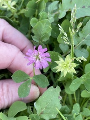 Trifolium resupinatum