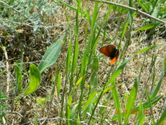 Lycaena thersamon