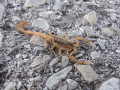 Centruroides vittatus