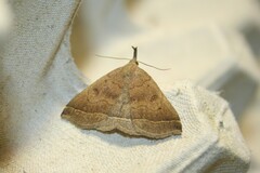Pechipogo plumigeralis