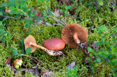 Cortinarius bolaris