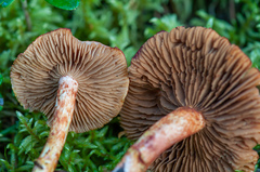 Cortinarius bolaris