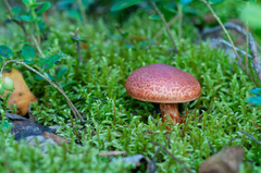Cortinarius bolaris