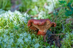 Cortinarius bolaris