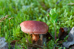 Cortinarius bolaris