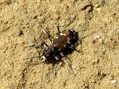 Cicindela hybrida