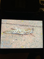 Schistocerca gregaria