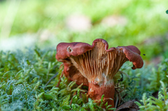 Cortinarius bolaris