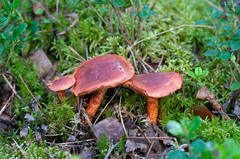 Cortinarius bolaris