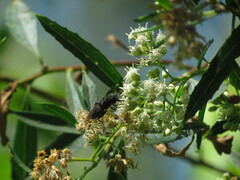 Palpada rufoscutellata
