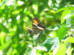 Adelpha syma