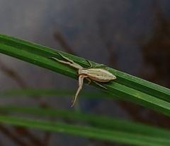 Runcinia acuminata