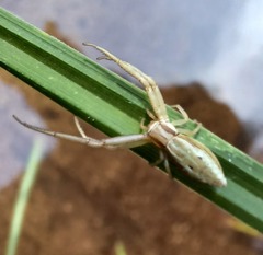 Runcinia acuminata