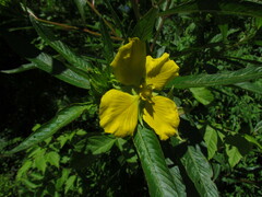 Ludwigia elegans