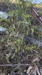 Adolphia californica