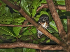 Ninox punctulata