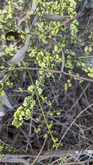 Adolphia californica