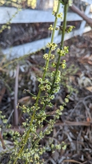 Adolphia californica