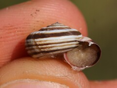 Cernuella aginnica