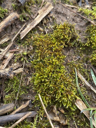 Hygroamblystegium humile, 2023-02-20