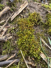 Hygroamblystegium humile